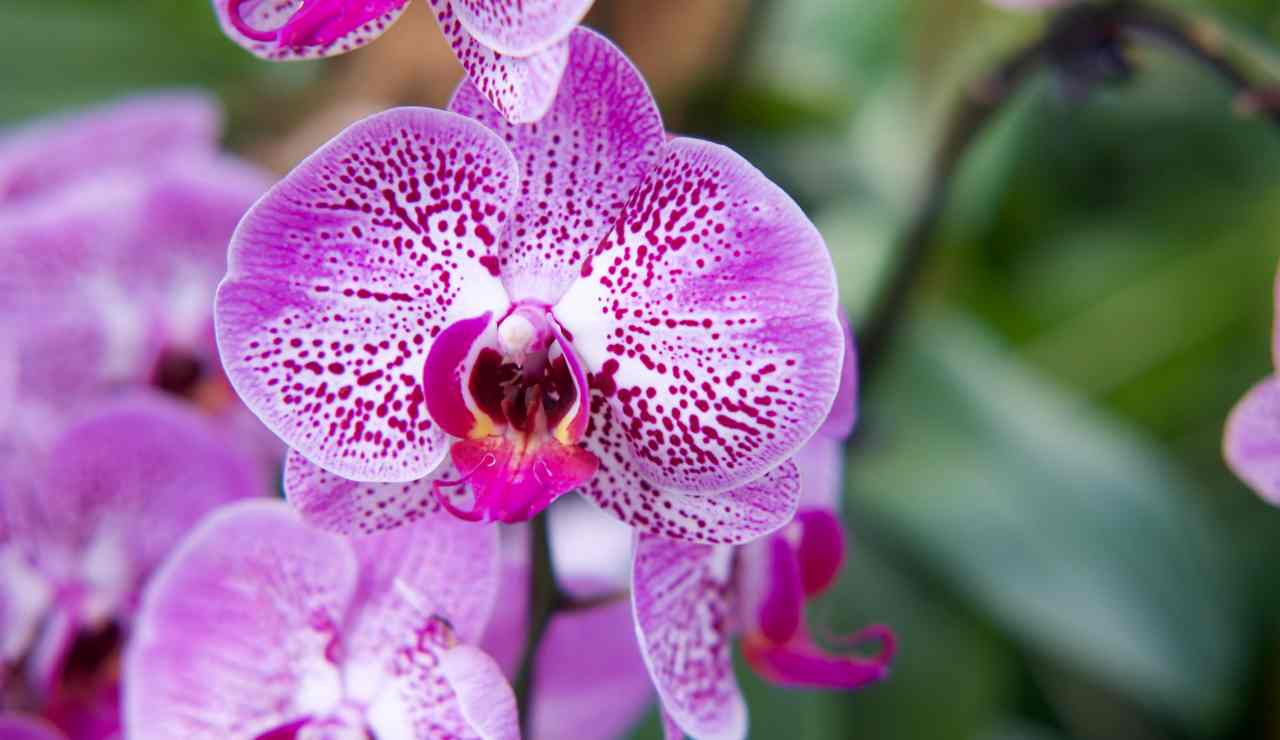 orchidee trucchetti 20220331 - Nonsapeviche.com