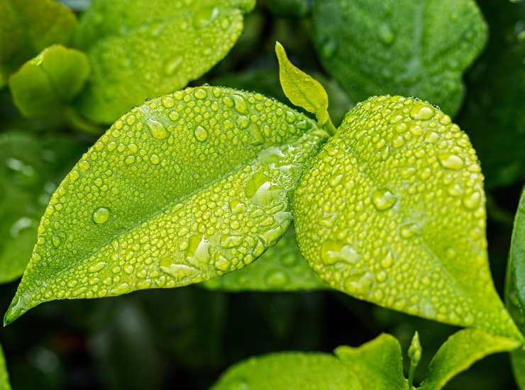 si chiama Bonus verde 2022,finalmente il tuo giardino e il tuo terrazzo da sogno, come si richiede