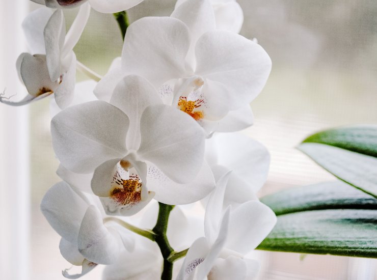 orchidea 12042022