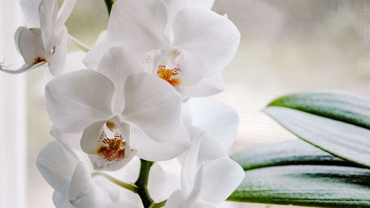 orchidea 12042022