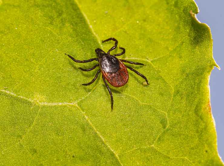 un nuovo virus che uccide, il portartore è una zecca, ecco cosa sappiamo