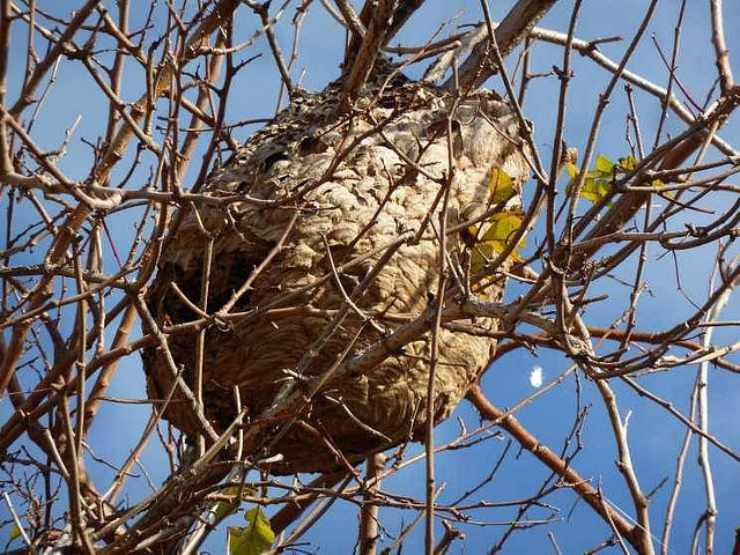 Calabrone asiatico come segnalarlo - NonSapeviChe