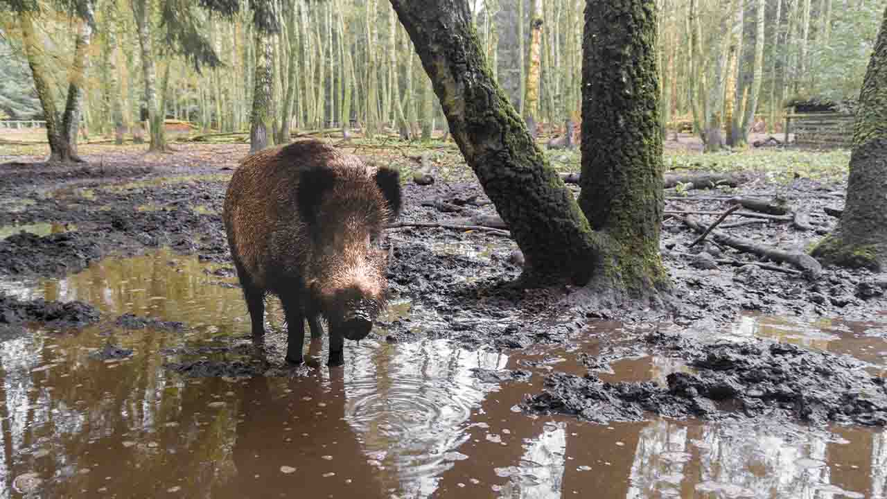 peste suina africana, precauzioni a Roma