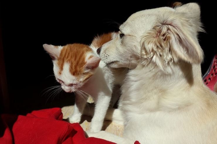 Zecche come tenerle alla larga dal vostro cane o gatto con queste accortezze