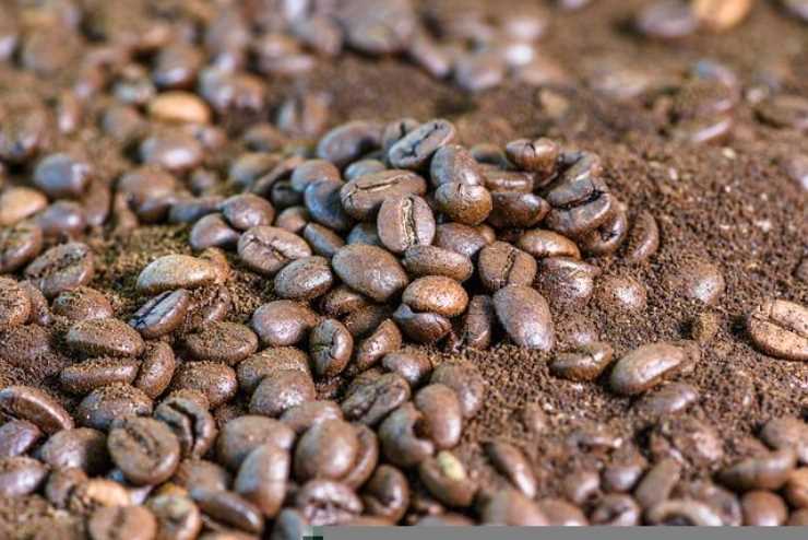 Perchè non dovresti buttare i fondi del caffè, sono un ottimo toccasana per una chioma fluente