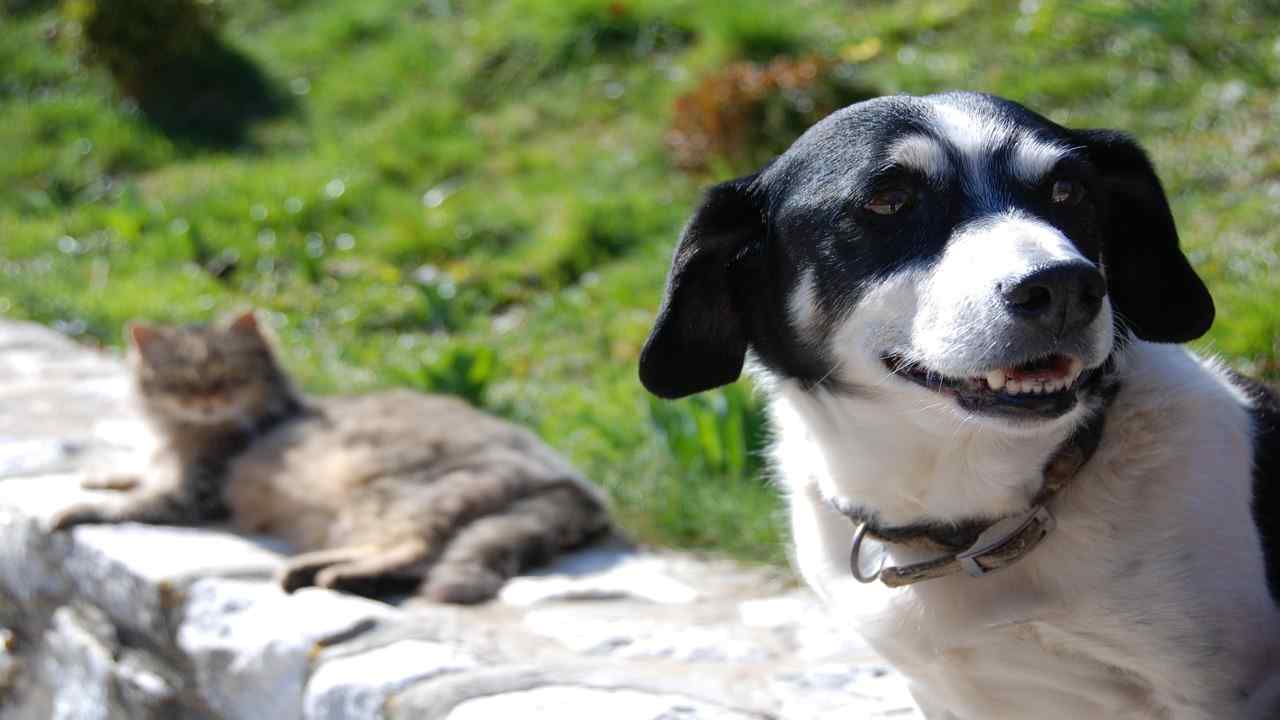 Zecche come tenerle alla larga dal vostro cane o gatto con queste accortezze