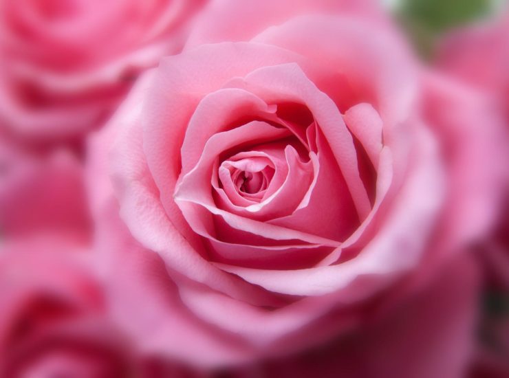 A maggio non solo gerani: ecco le piante colorate e profumate perfette per il balcone