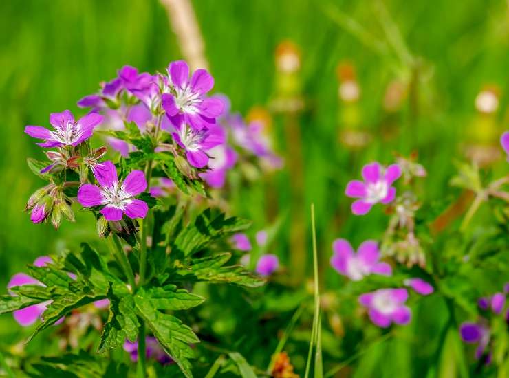 Gerani, i fiori perfetti per i balconi: ecco i segreti per una fioritura da invidia