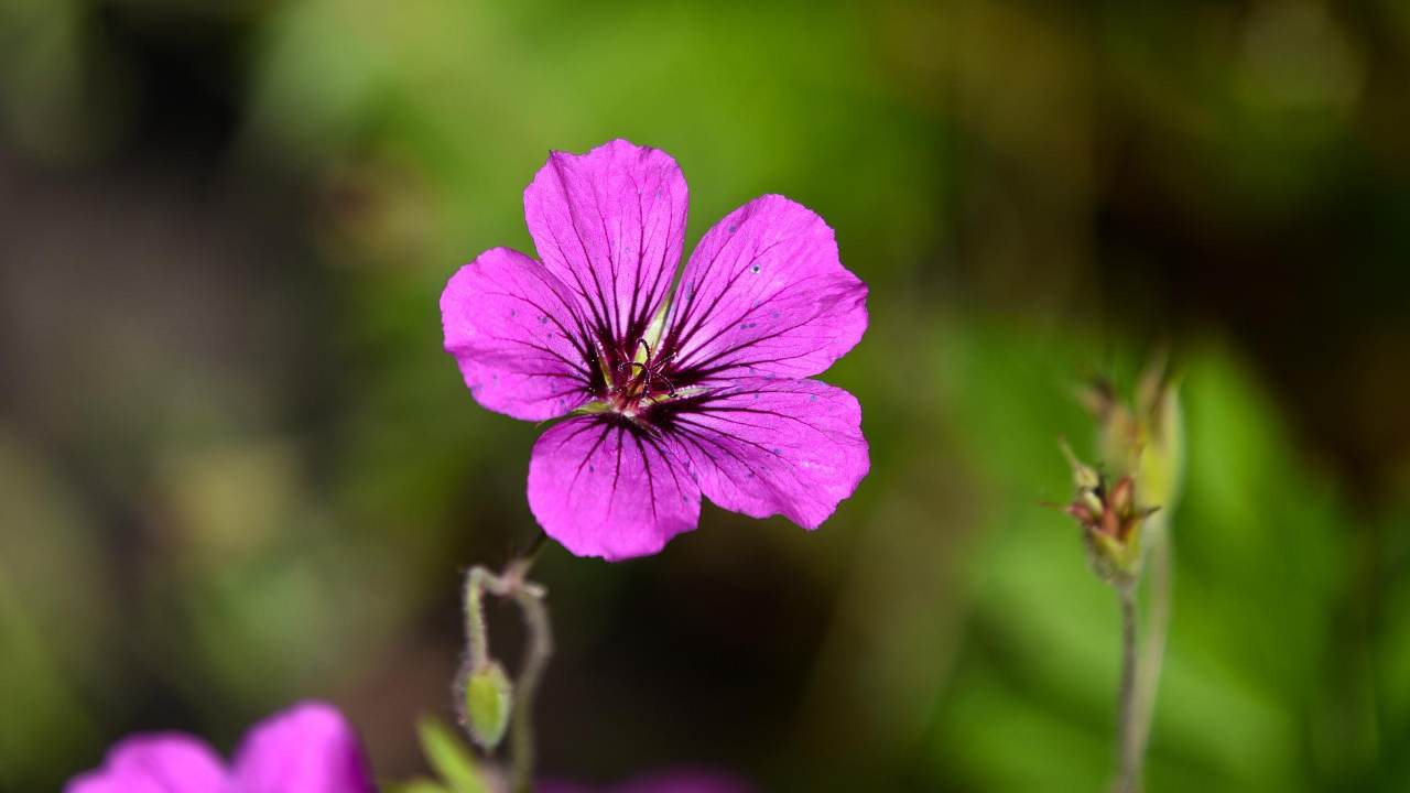 Gerani, i fiori perfetti per i balconi: ecco i segreti per una fioritura da invidia