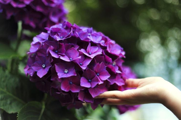 Ortensie non le ricomprare tutti gli anni, ecco come moltiplicarle con facilita a costo zero