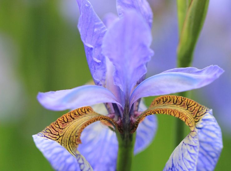 A maggio non solo gerani: ecco le piante colorate e profumate perfette per il balcone