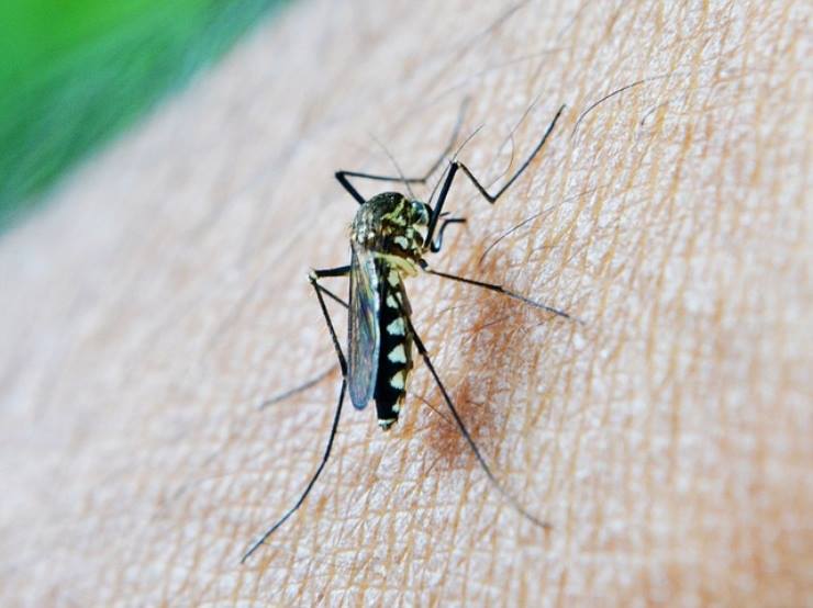 Malaria, nuova scoperta ecco quando bisogna allarmarsi