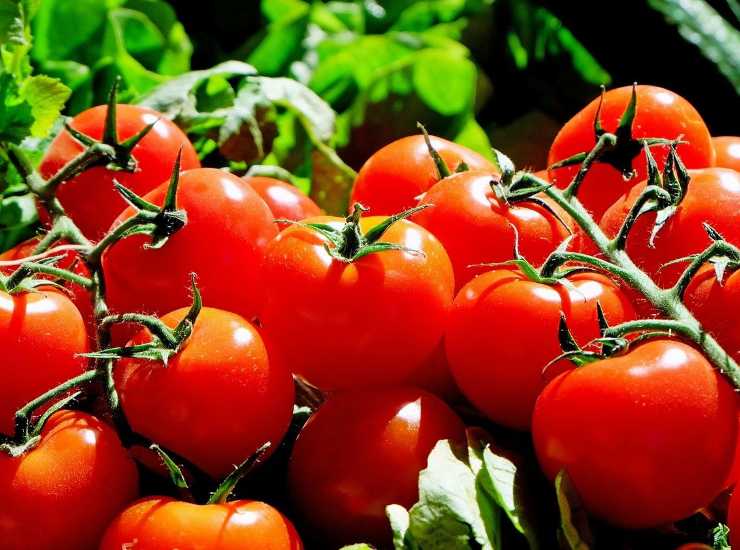 arriva il nuovo pomodoro geneticamente modificato pieno zeppo di una vitamina