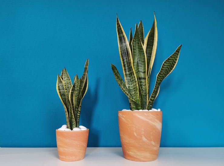 sansevieria