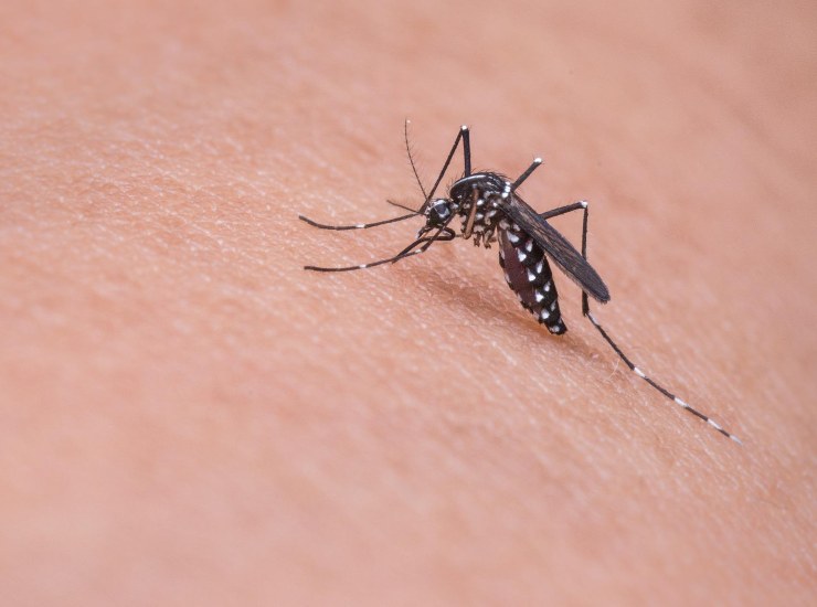 Una zanzare ti ha punto? Ecco come lo smartphone può aiutare