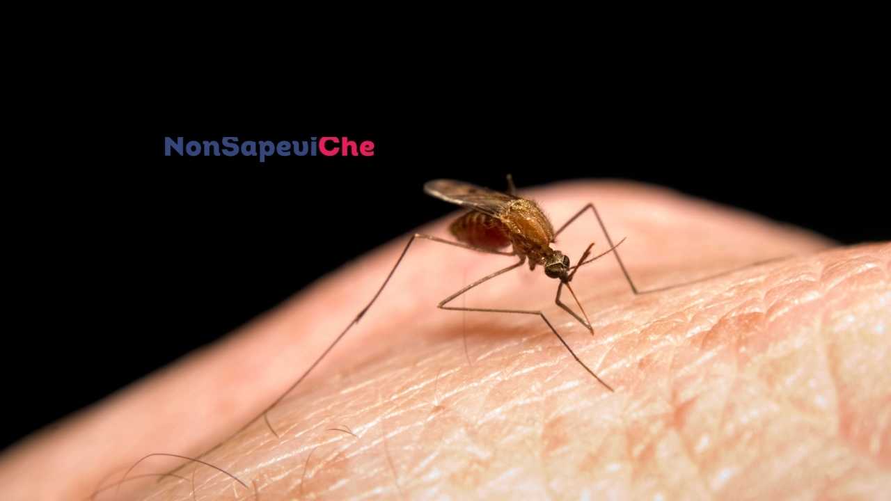 Una zanzare ti ha punto? Ecco come lo smartphone può aiutare