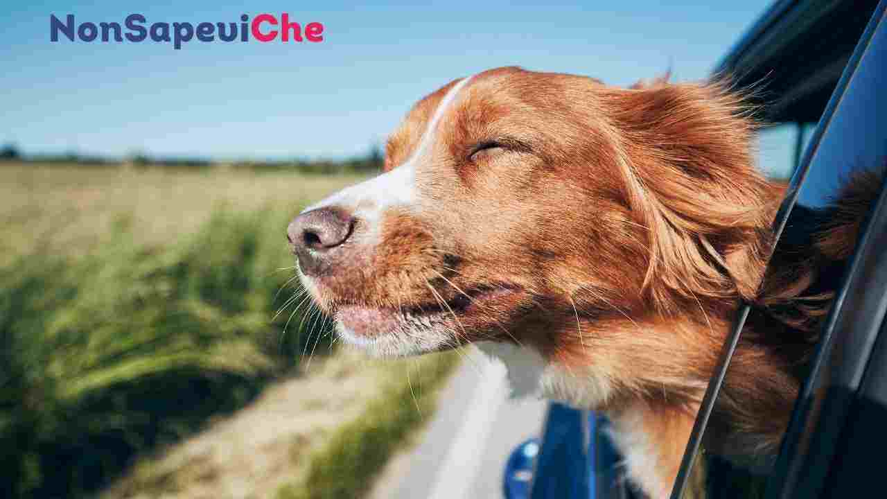 Come non stressare il tuo cane in viaggio, con questi rimedi