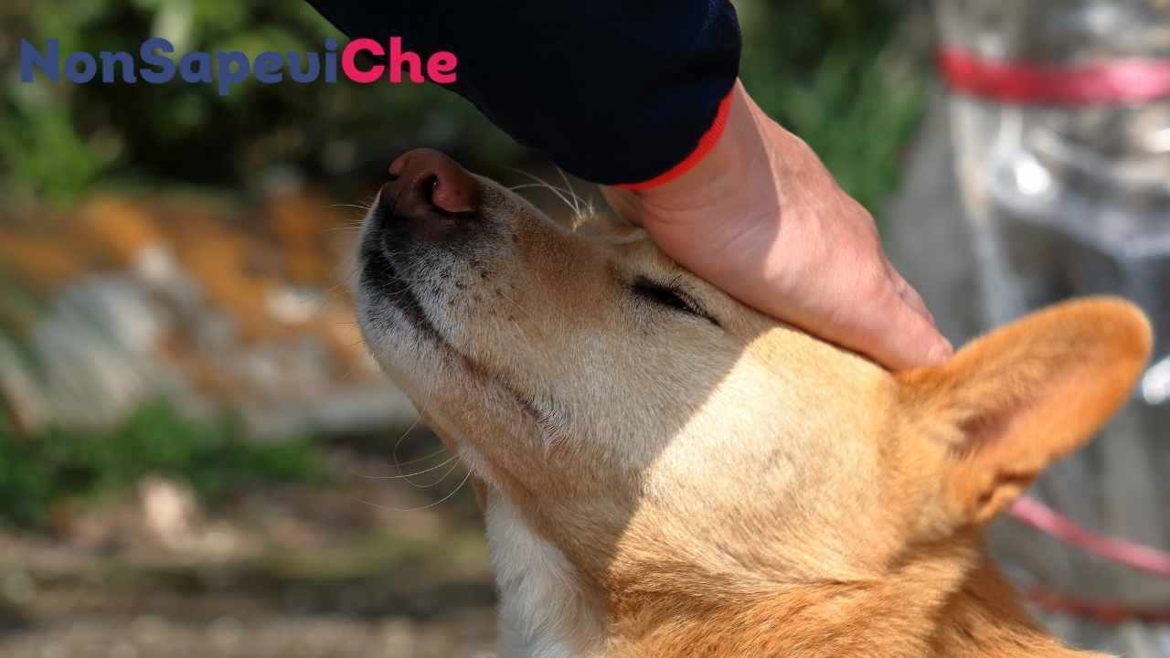 Sapete perche dovreste chiedere al padrone di un cane se potete carezzarlo?