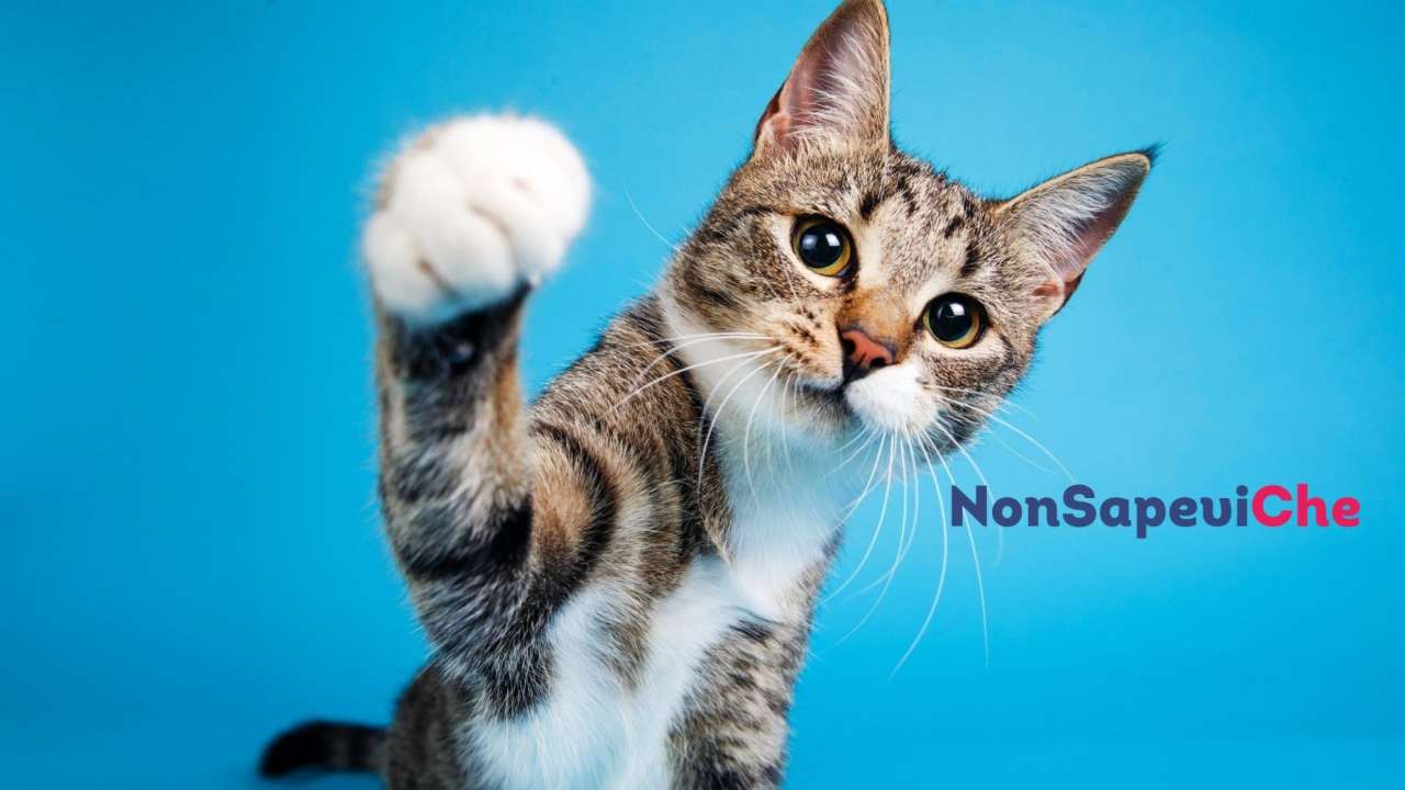 Gatto nome cosa succede - NonSapeviChe