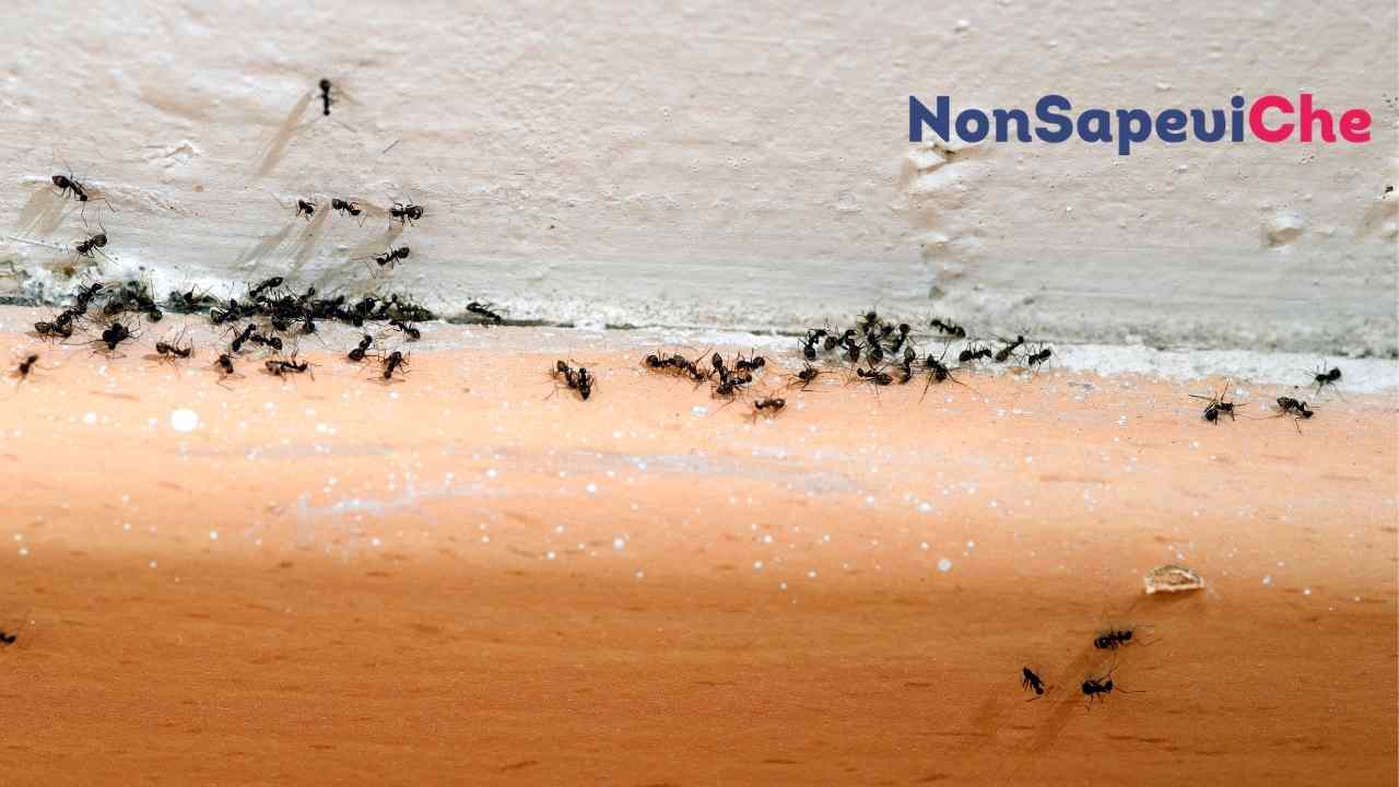 esche i gel per formiche