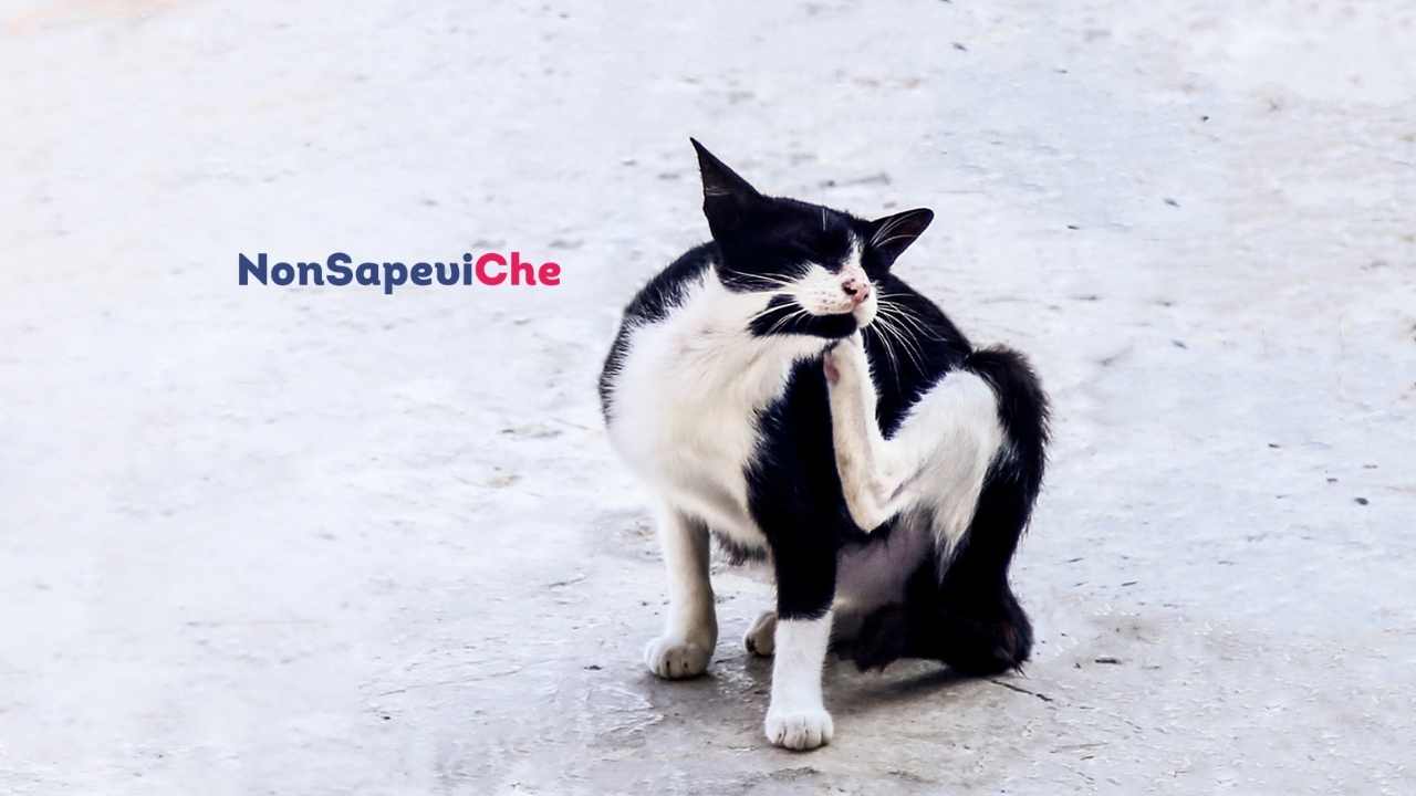 se il tuo gatto fa questo, allora si tratta di pulci, come intervenire rapidamente 30062022 Nonsapeviche