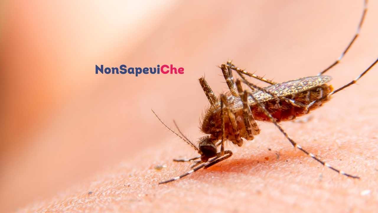 Febbre dengue, è allarme in Italia, i sintomi della nuova zanzara 11062022