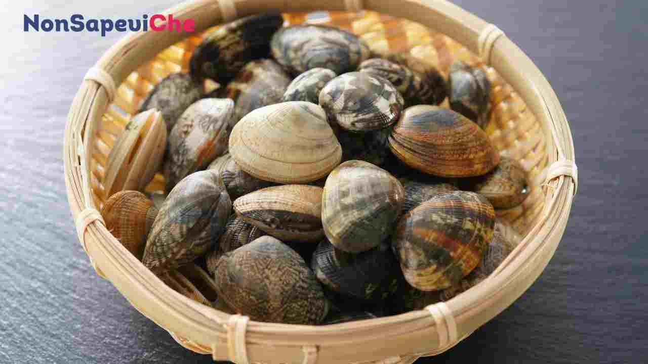 Come conservare le vongole con questo caldo torrido