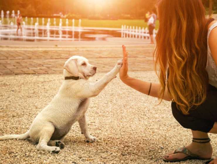 Vuoi prendere un cane - NonSapeviChe