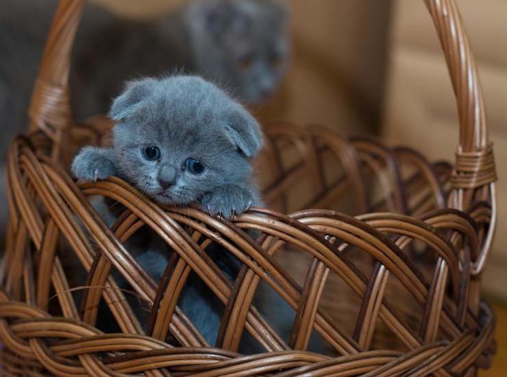 bisogni dei cuccioli