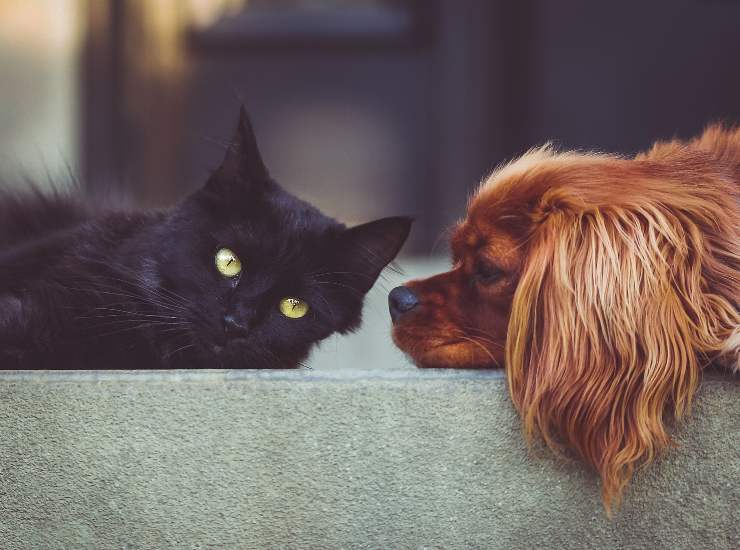 Cerchi un cucciolo e hai già un cane adulto? Ecco come fare a trovare l'anima gemella 24062022 Nonsapeviche