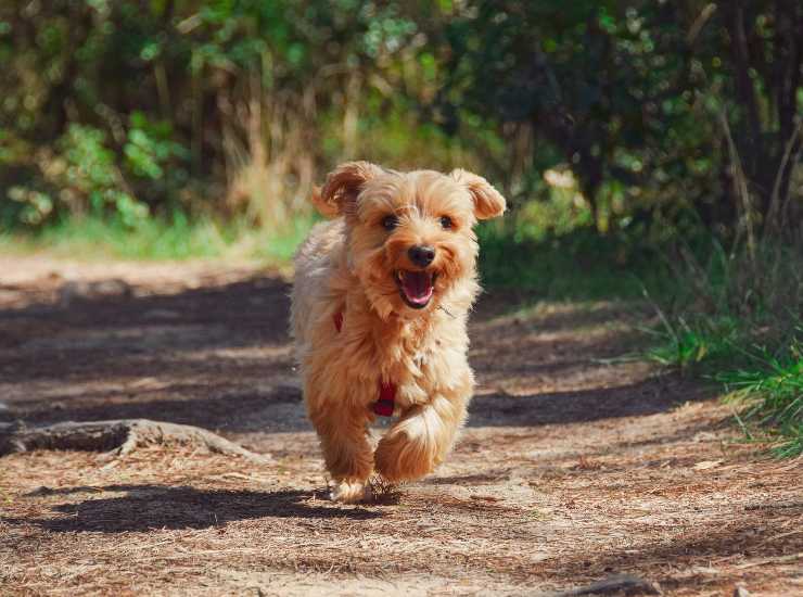 Hai un cane? Attento a farlo uscire nelle ore più cale, ecco perché 28062022 Nonsapeviche