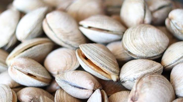 Come conservare le vongole con questo caldo torrido