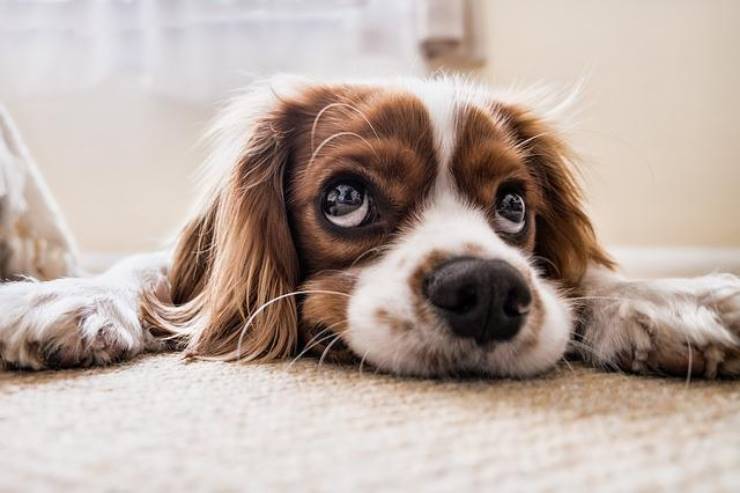 Preoccupatevi per il vostro cane, le insidie del caldo portano questa problematica