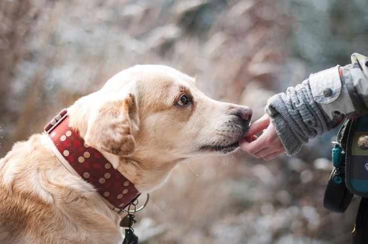 Sapete perche dovreste chiedere al padrone di un cane se potete carezzarlo?