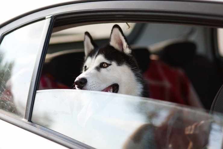 Come non stressare il tuo cane in viaggio, con questi rimedi