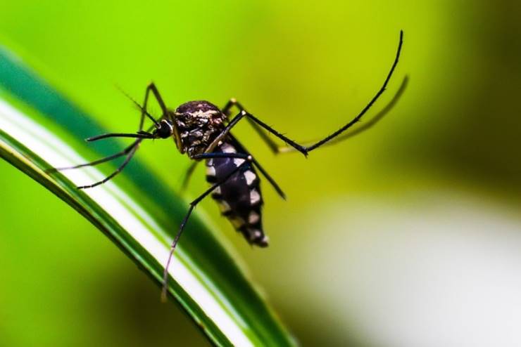 Malaria scoperte molecole bloccanti, forse la fine di un capitolo