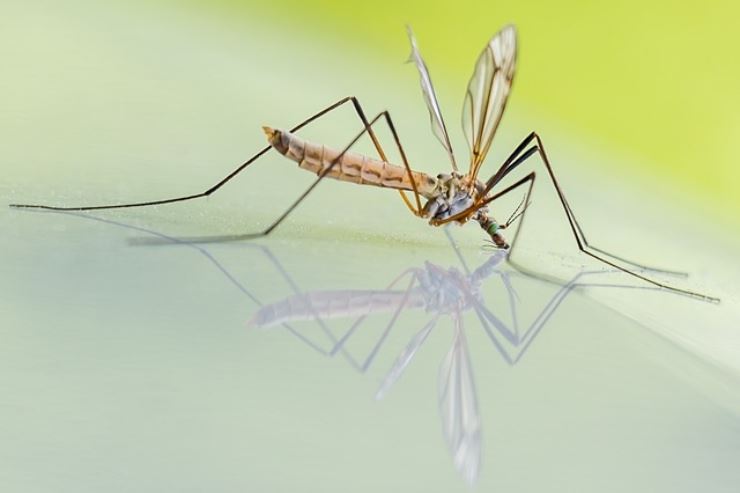 quindi hai capito quale è il repellente antizanzare adatto a te, ecco come sceglierlo