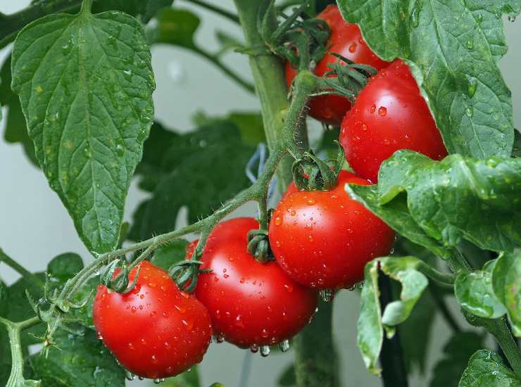 Qualità dei pomodori, ognuna e destinata a delle ricette, vediamo dove sbagli 16062022 Nonsapeviche