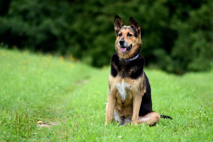 3 comandi importanti per il cane - NonSapeviChe