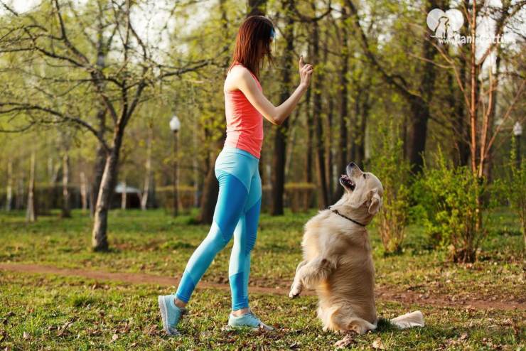 3 comandi importanti per il cane - NonSapeviChe