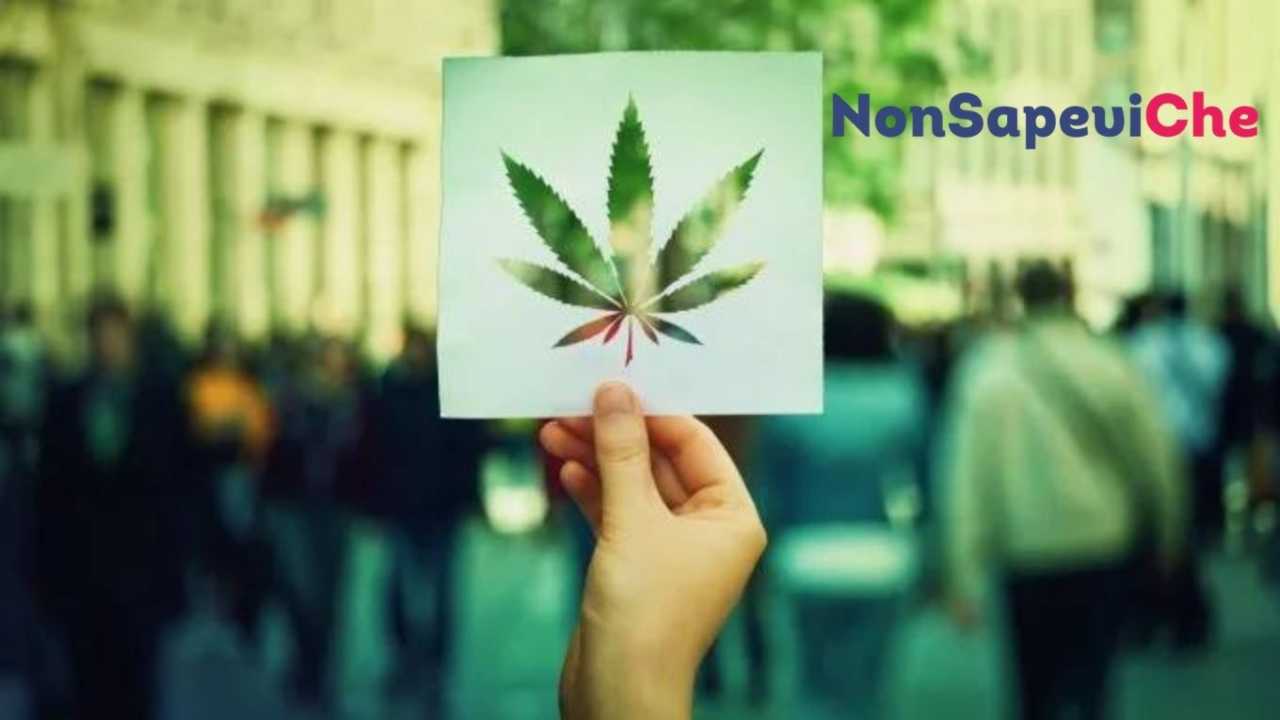 Cannabis rischi morte - NonSapeviChe