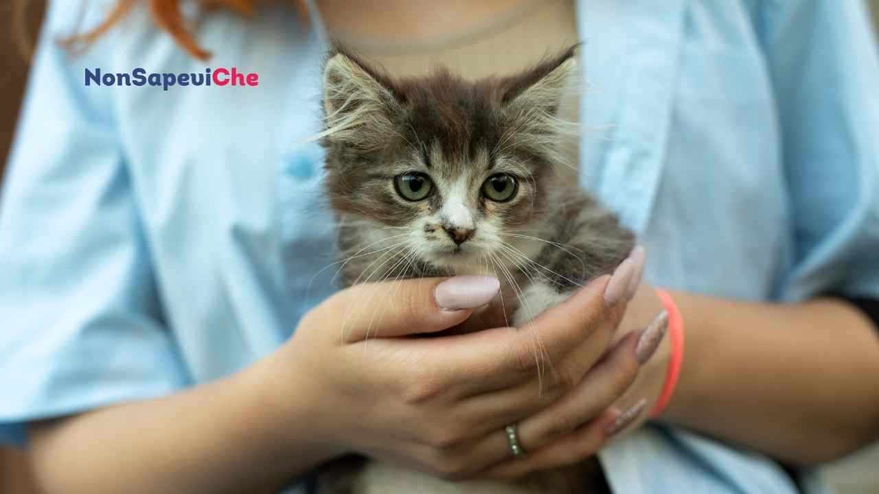 Se il tuo gatto fa questo sei il suo padrone ideale