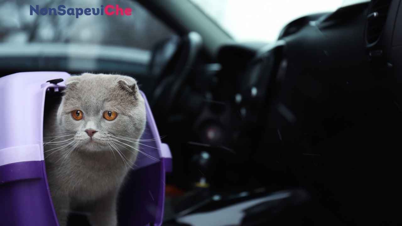 Gatto in viaggio, come gestirlo per non farlo star male