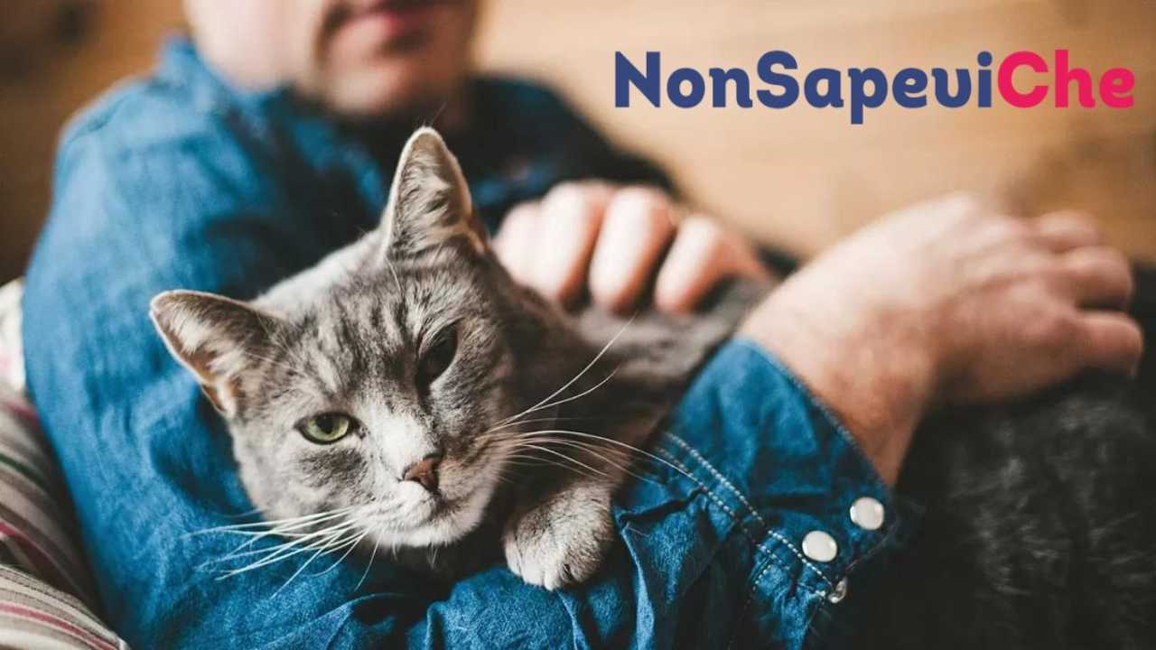 Persona gatto carattere - NonSapeviChe