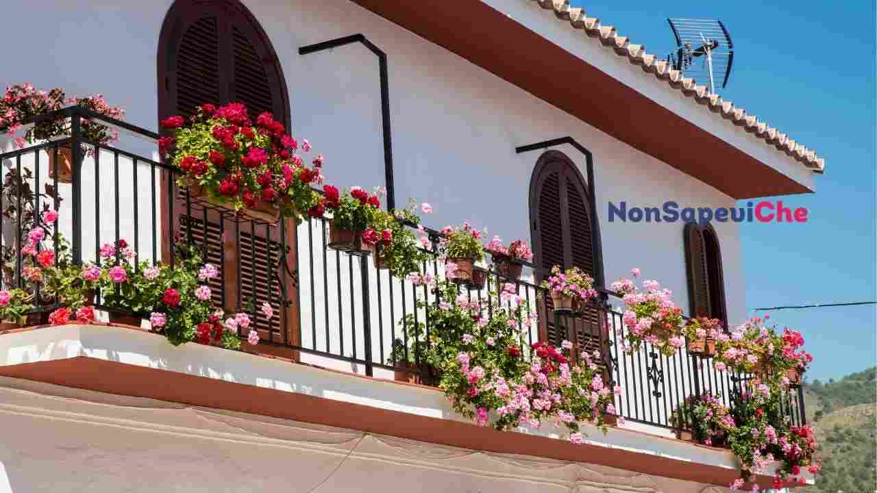 fiori da balcone, quai sono da piantare in estate per una fioritura al TOP 13072022 Nonsapeviche