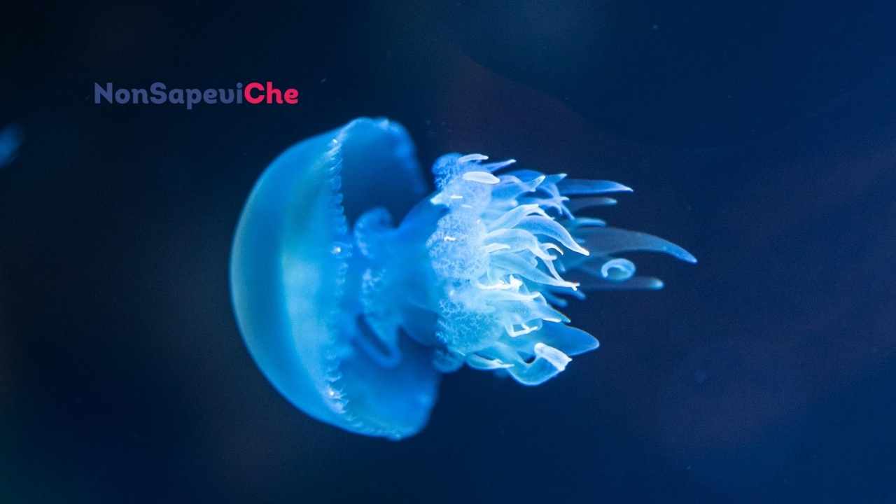 Meduse in mare: ecco come cucinarle 15072022 Nonsapeviche