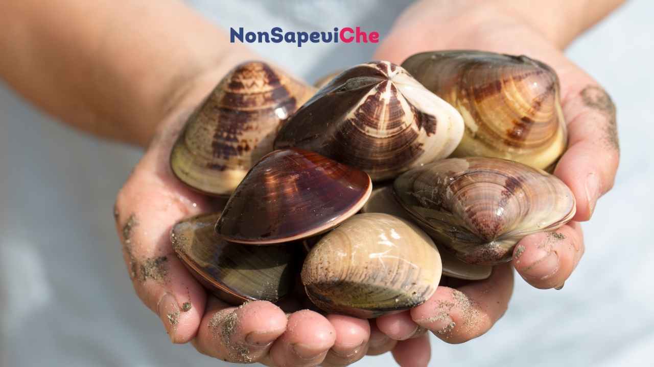 Voglia di vongole immediata, come spurgarle facilmente 17072022 Nonsapeviche