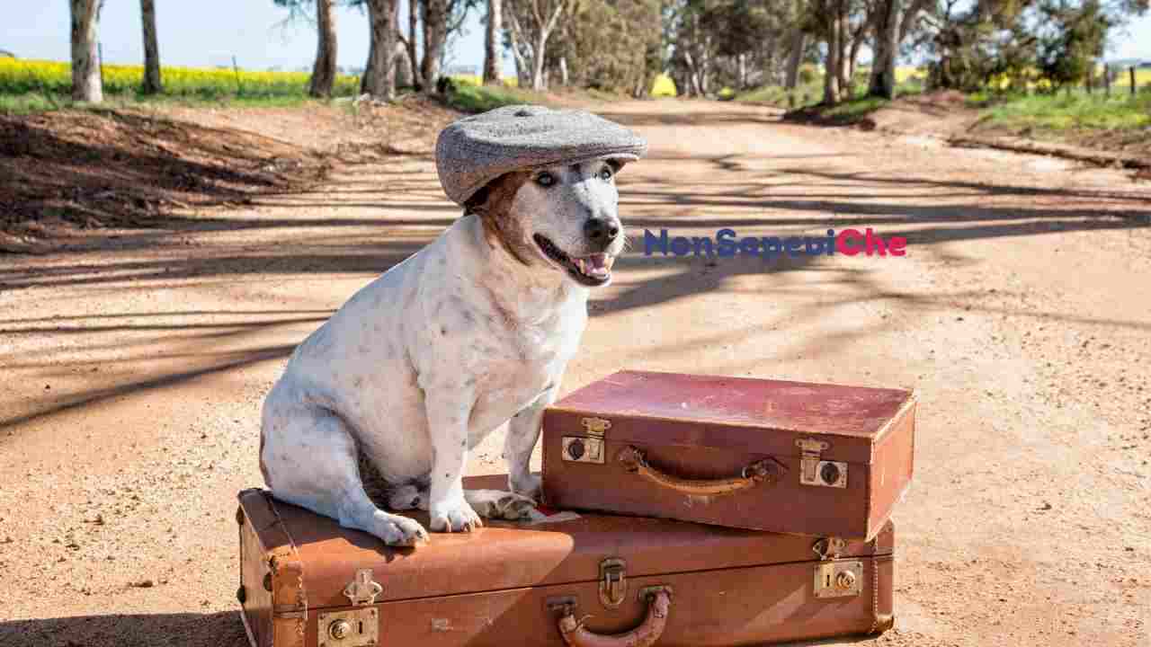 Cane in viaggio come evitare multe con queste accortezze 18072022 Nonsapeviche