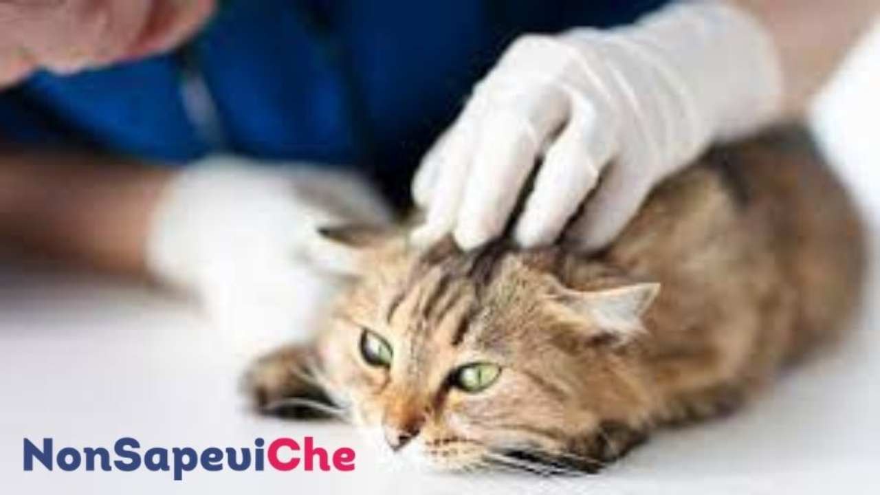 Veterinaria positiva al Covid - NonSapeviChe