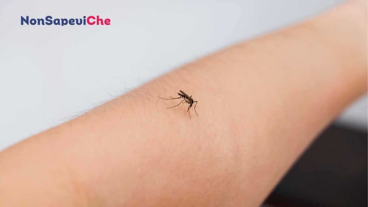 Le zanzare non sempre possono pungere: ecco di cosa hanno bisogno